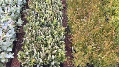 Dozens of trays of different seedlings sit on the red earth of Eurardy Reserve.
