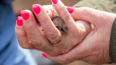 A tiny Honey Possum peeps through writer Jane Caro's manicured fingers, complete with hot pink fingernails.