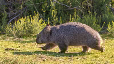 A running wombat.