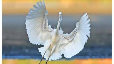 The front cover of Bushtracks Summer 2020 newsletter features a Great Egret by award-winning nature photographer Georgina Steytler.