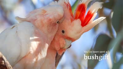 Gift card with two Pink Cockatoos.