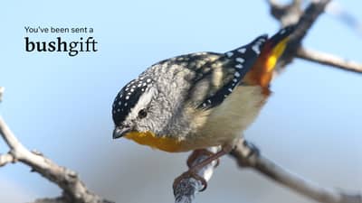 Gift card featuring a Spotted Pardalote.