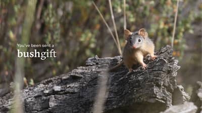 Gift card featuring a Yellow-footed Antechinus.