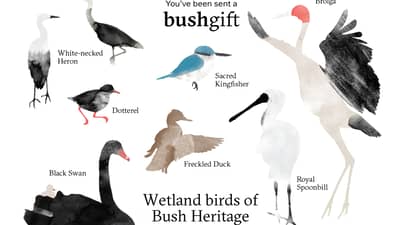 Gift card featuring wetland birds of Bush Heritage.