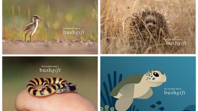 Sale bundle 2026 4 cards 1800x1200