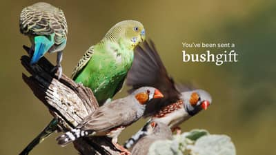 Budgerigars and finches gift card.
