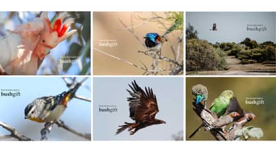 A collection of 6 Bushgift cards featuring birds: Pink Cockatoos, Fairywren, Carnaby's Cockatoo, Spotted Pardalote, Wedge-tailed Eagle and Budgerigars with Zebra Finches.