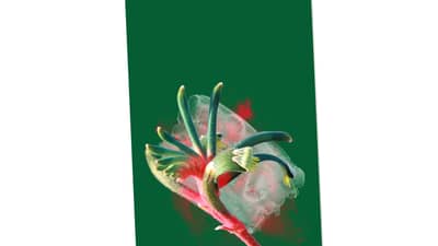 Gift card with Kangaroo Paw illustration.