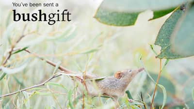 Honey Possum gift card.