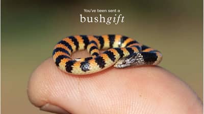Jan's Banded Snake Gift Card.