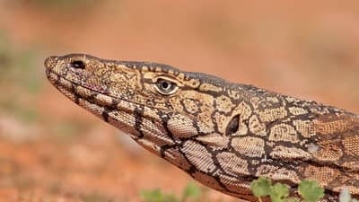 A Perentie, a large lizard with a long snout and tan scales patterned with black like rippling water, on the ground at Hamelin Reserve.