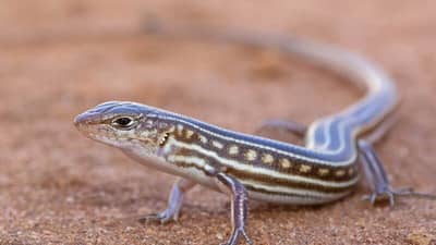 The Hamelin Skink. Photo Ben Parkhurst.