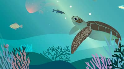 Marine turtle illustration.