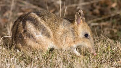 Eastern Barred Bandicoot.