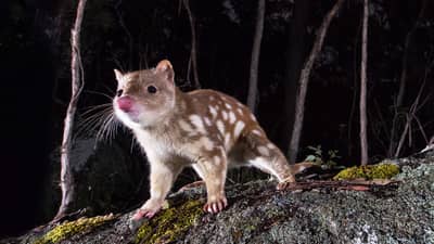 Spotted-tail quoll.