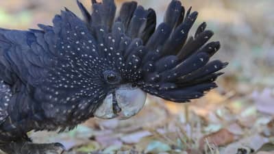 Red-tailed Black Cockatoo.