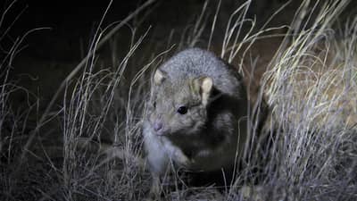 Burrowing Bettong.