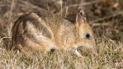 An Eastern Barred Bandicoot.