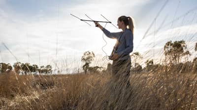 PhD student Miranda Rew-Duffy radio tracking Rufous Bettongs on Carnarvon.