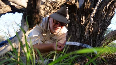 Richard McLellan measures a Sandalwood tree. Photo Shayne Thomson.
