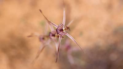 Kalbarri spider orchid (Caladenia wanosa) flowers.