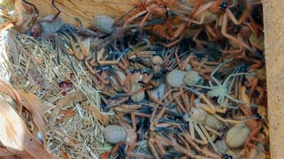 Social huntsman spiders in pygmy possum box.