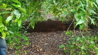 Rich leaf matter and no signal grass below trees canopy.