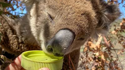 A koala taking a drink on Scottsdale Reserve.