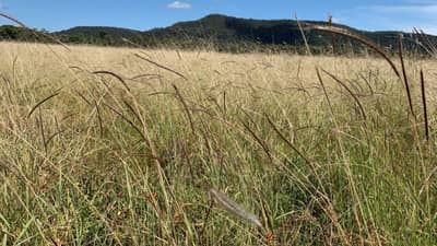 King Bluegrass (Dichanthium queenslandicum).