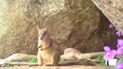 Young Mareeba Rock Wallaby.