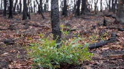 Epicormic growth after bushfire.