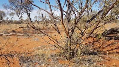 Rabbit browsing on a young mulga.