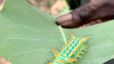 A brightly coloured caterpillar.