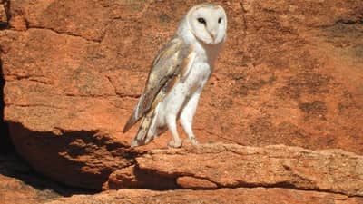 Barn Owl at Cravens Peak Reserve.