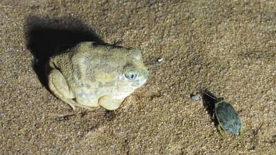 Sudells Burrowing Frog (Neobatrachus sudelli).