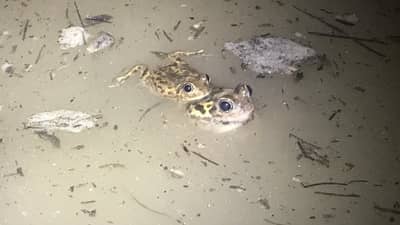 Frogs gathered in large numbers to breed.