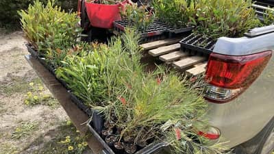 Proteaceous species seedlings ready to be planted.