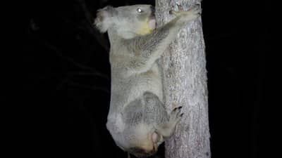 Our healthy male Koala.