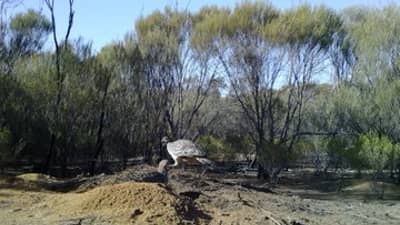 Malleefowl working a mound at Charles Darwin Reserve.