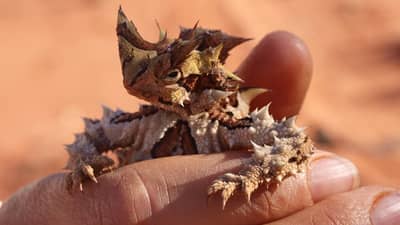 A face only a mother could love a Thorny Devil.