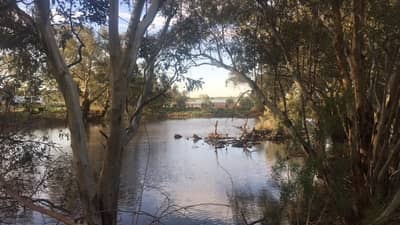 Homestead Dam.
