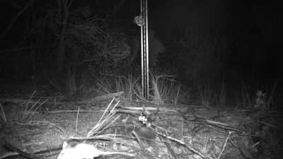 Red tailed Phascogale captured on camera trap.