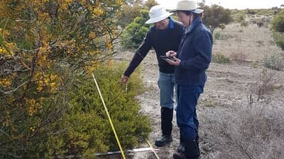 Plant intercepts Monjebup North Reserve.