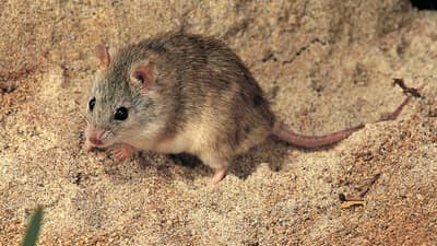 The Desert short tailed mouse.