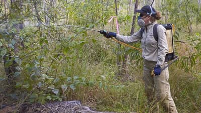 Leanne spraying siam weed.