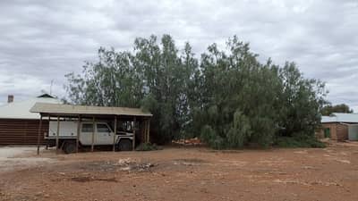 Tamarisk overhanging the carport and cottage.