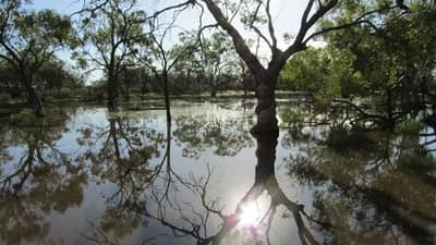 The ephemeral wetlands at Naree.
