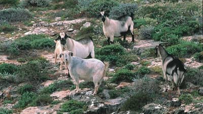 Feral goats.
