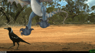 Deadly Nadder caught on camera at Charles Darwin Reserve