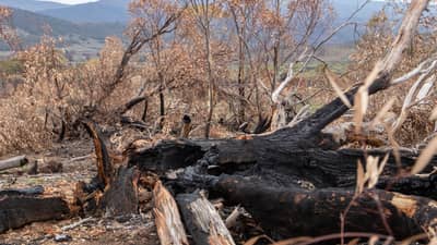 Old burnt tree after a fire at Scottsdale Reserve.